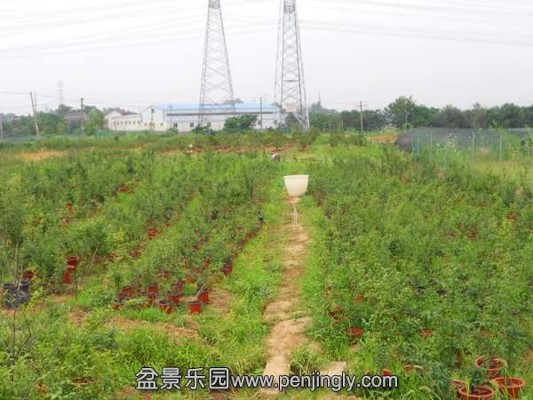 140716s8yfg3ls8qf8aa8f_jpg_thumb.jpg