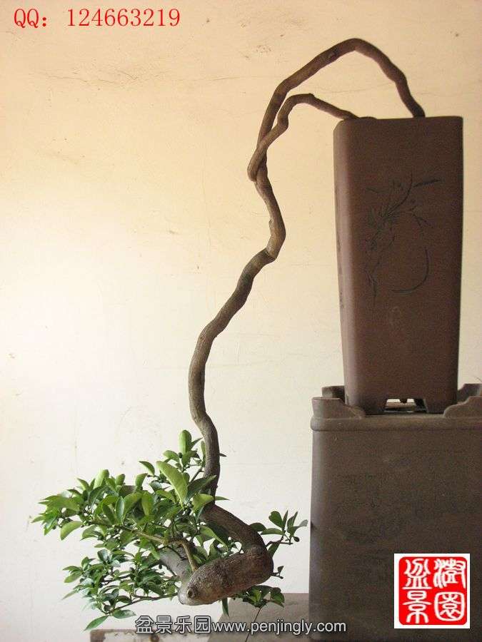 IMG_1747__.jpg