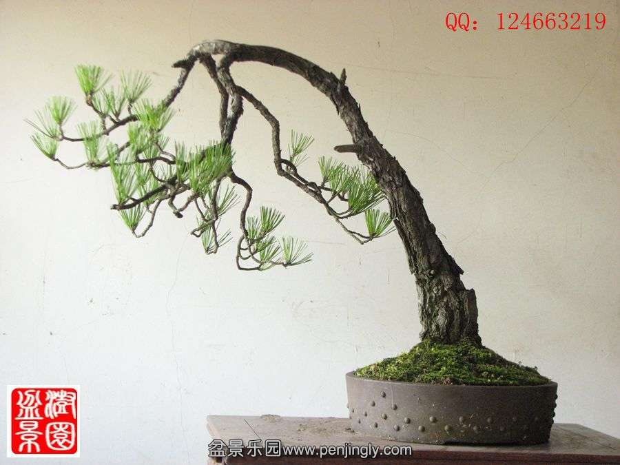 IMG_1759_.jpg