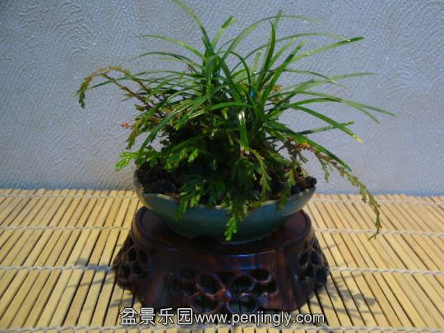 DSC01710.JPG