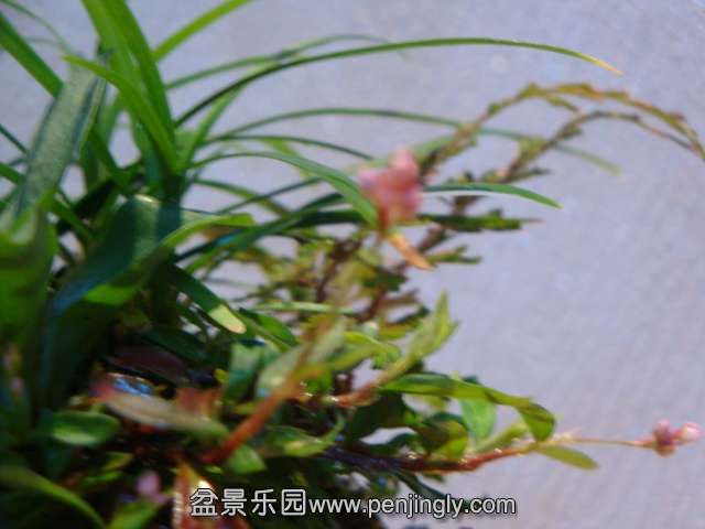 DSC01712.JPG