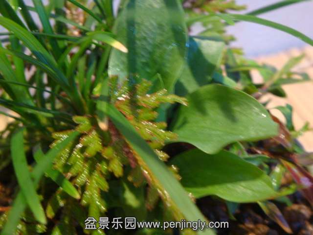 DSC01713.JPG