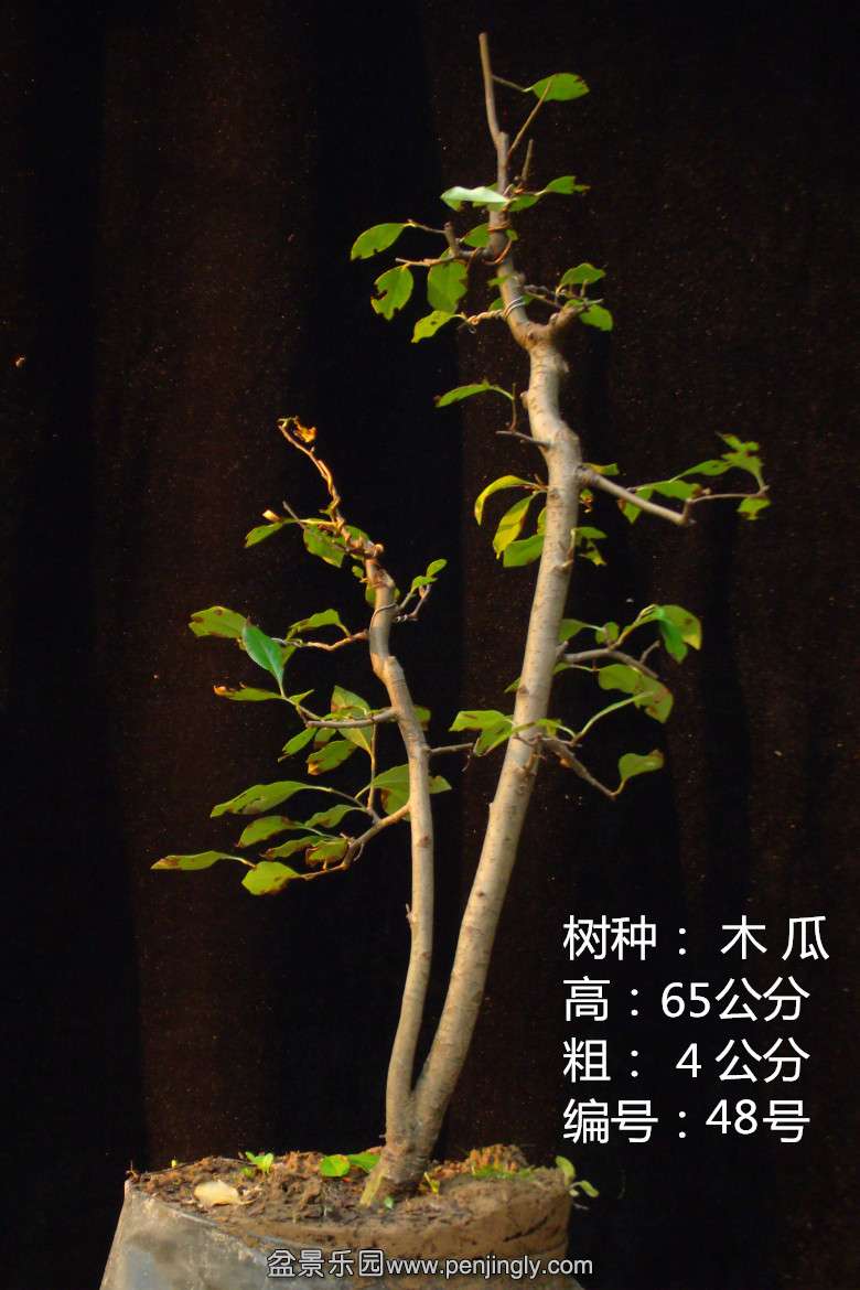 GEDC1818.jpg