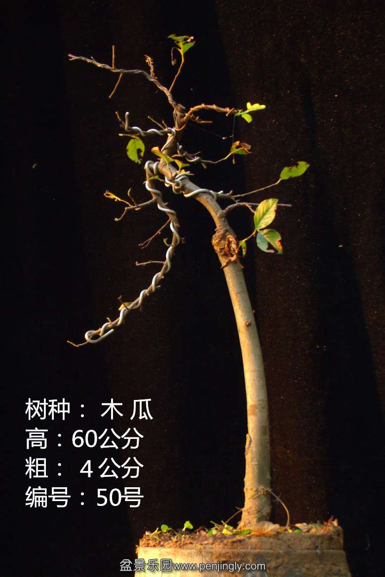 GEDC1822.jpg