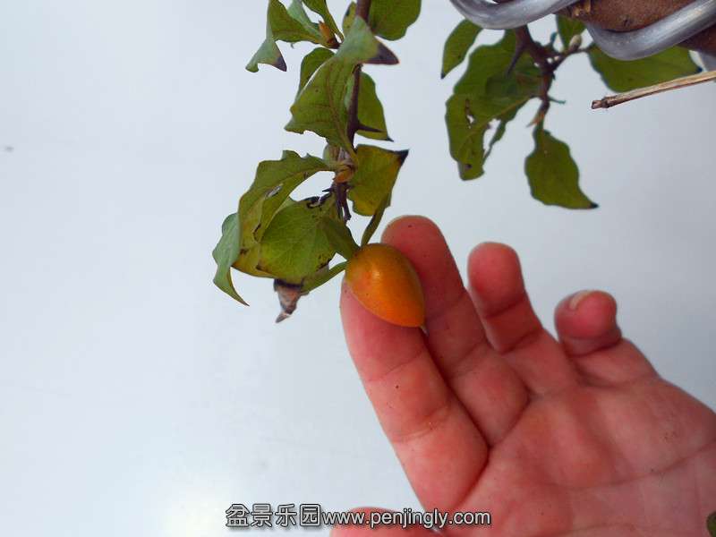 DSCN2749_.jpg