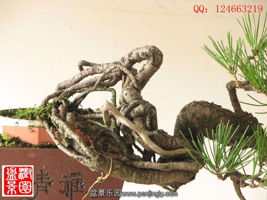 IMG_1772_.jpg