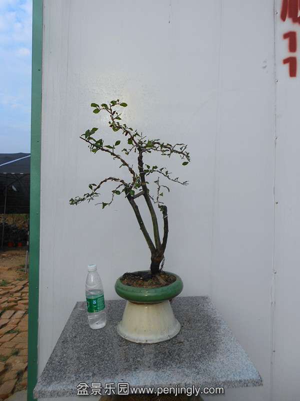 DSCN2753_.jpg