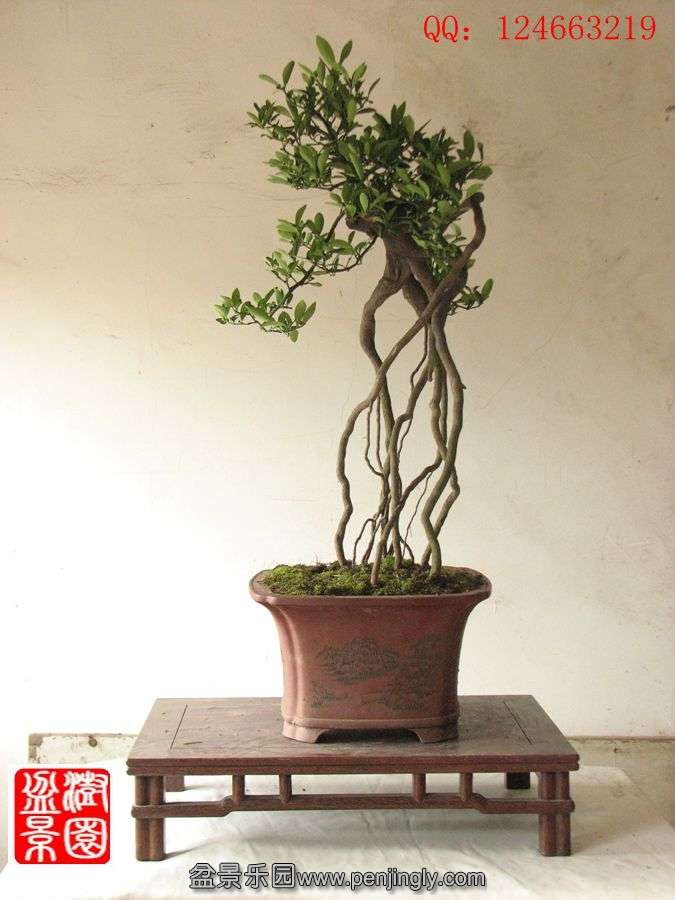 IMG_1784__.jpg