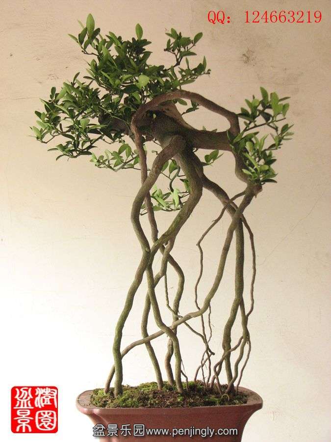 IMG_1788__.jpg