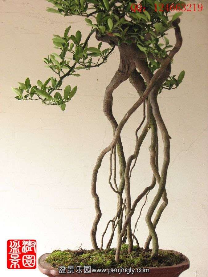 IMG_1790__.jpg