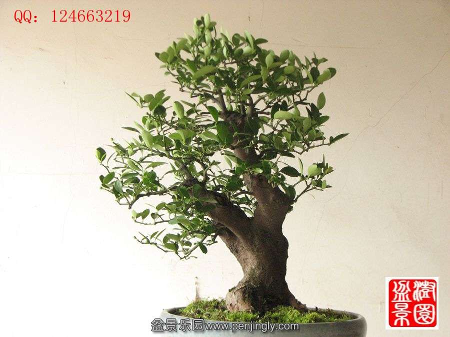 IMG_1793__.jpg
