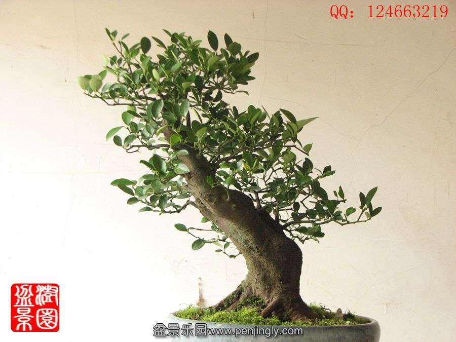 IMG_1794_.jpg