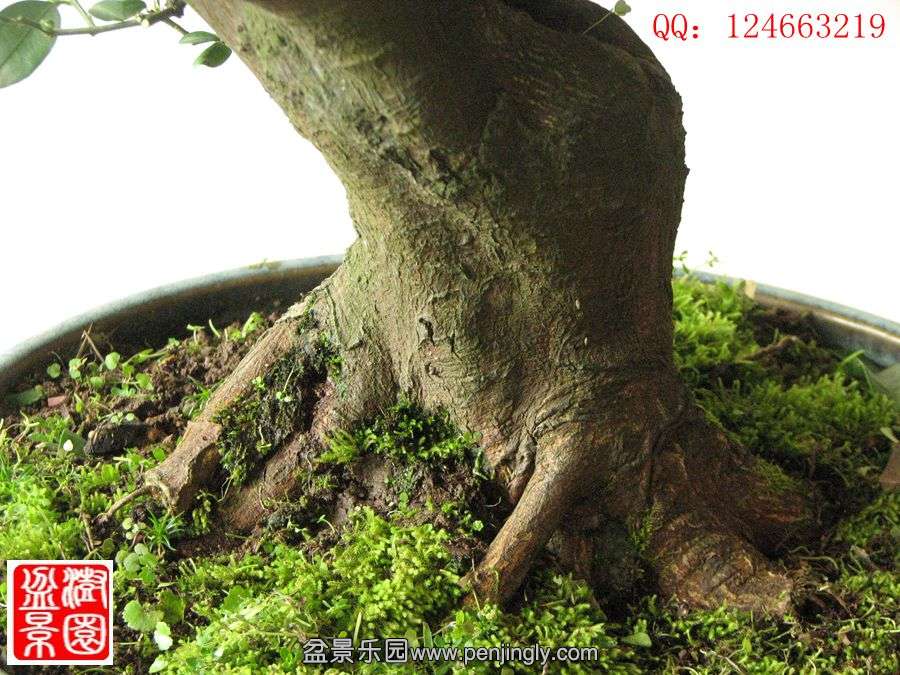 IMG_1797__.jpg