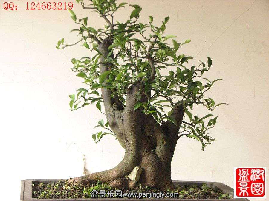 IMG_1800_.jpg