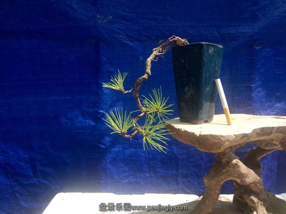 QQͼƬ20150916120907.jpg