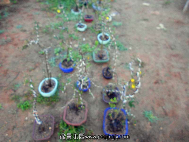 DSCN2785_.jpg