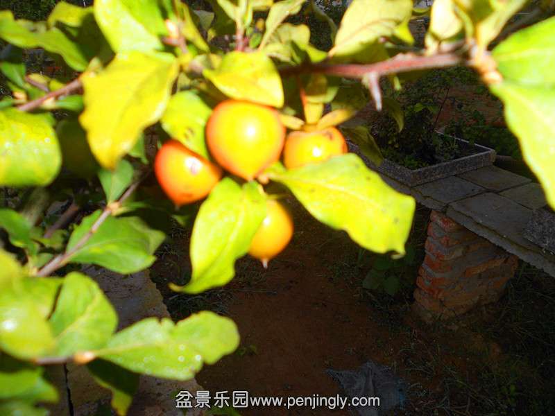DSCN2761_.jpg