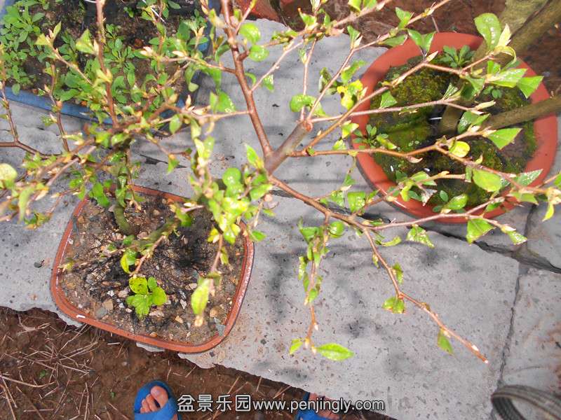 DSCN2772_.jpg