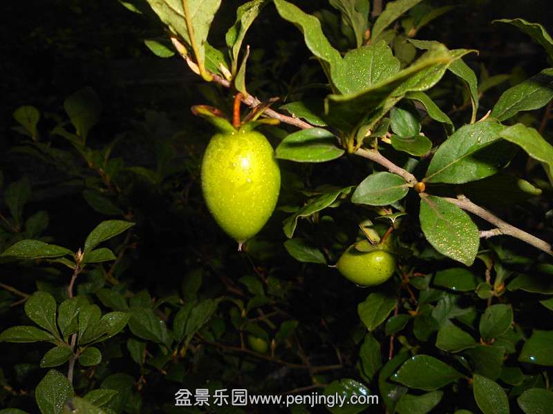 DSCN2778_.jpg