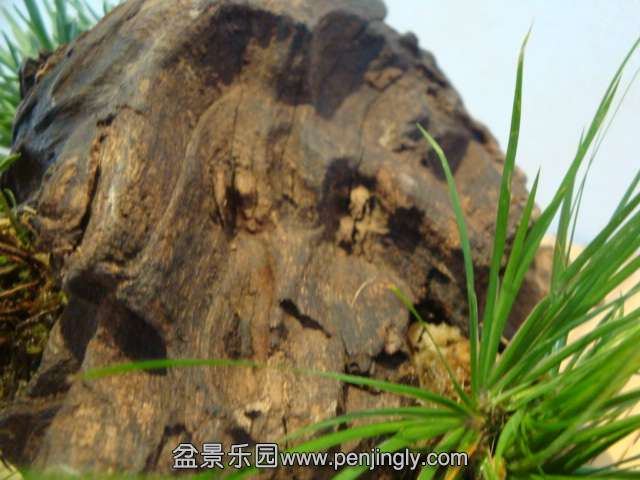 DSC01740.JPG
