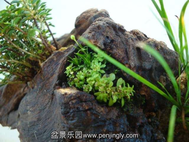 DSC01745.JPG