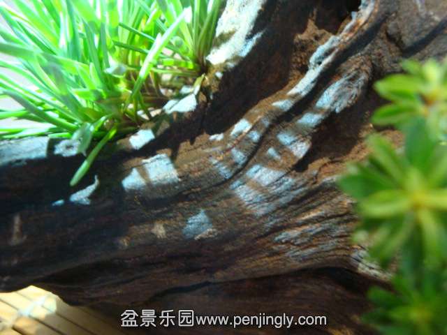 DSC01746.JPG