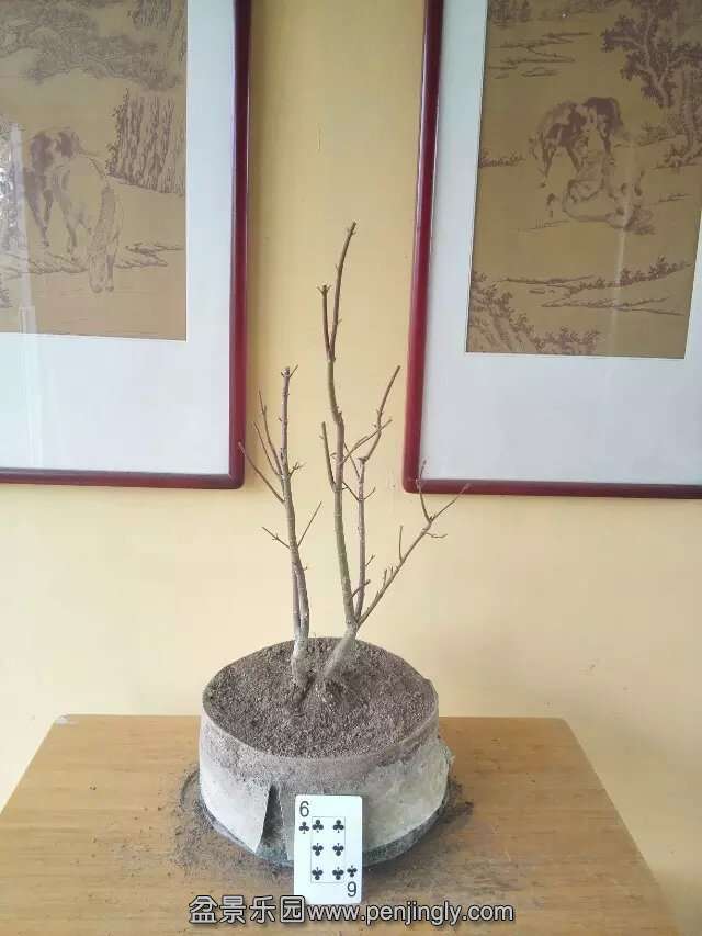 psb (12).jpg