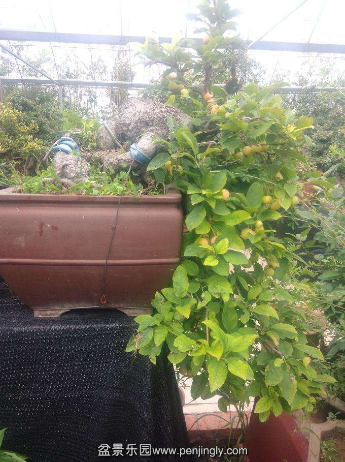 IMG20150904120443.jpg