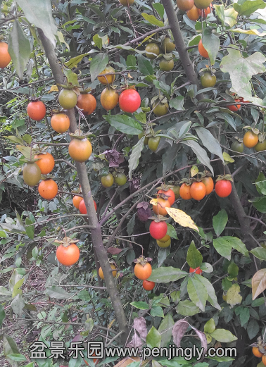 QQͼƬ20150925212704.png