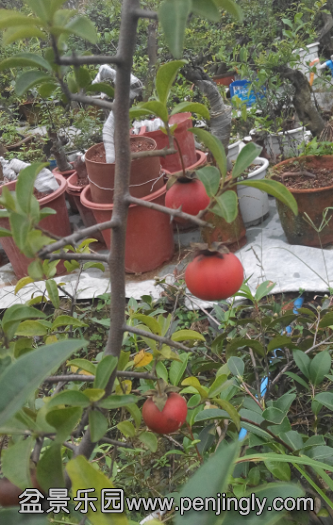 QQͼƬ20150925212822.png