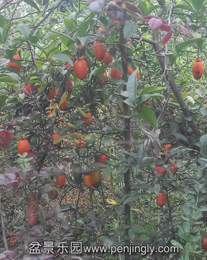 QQͼƬ20150925213150.png