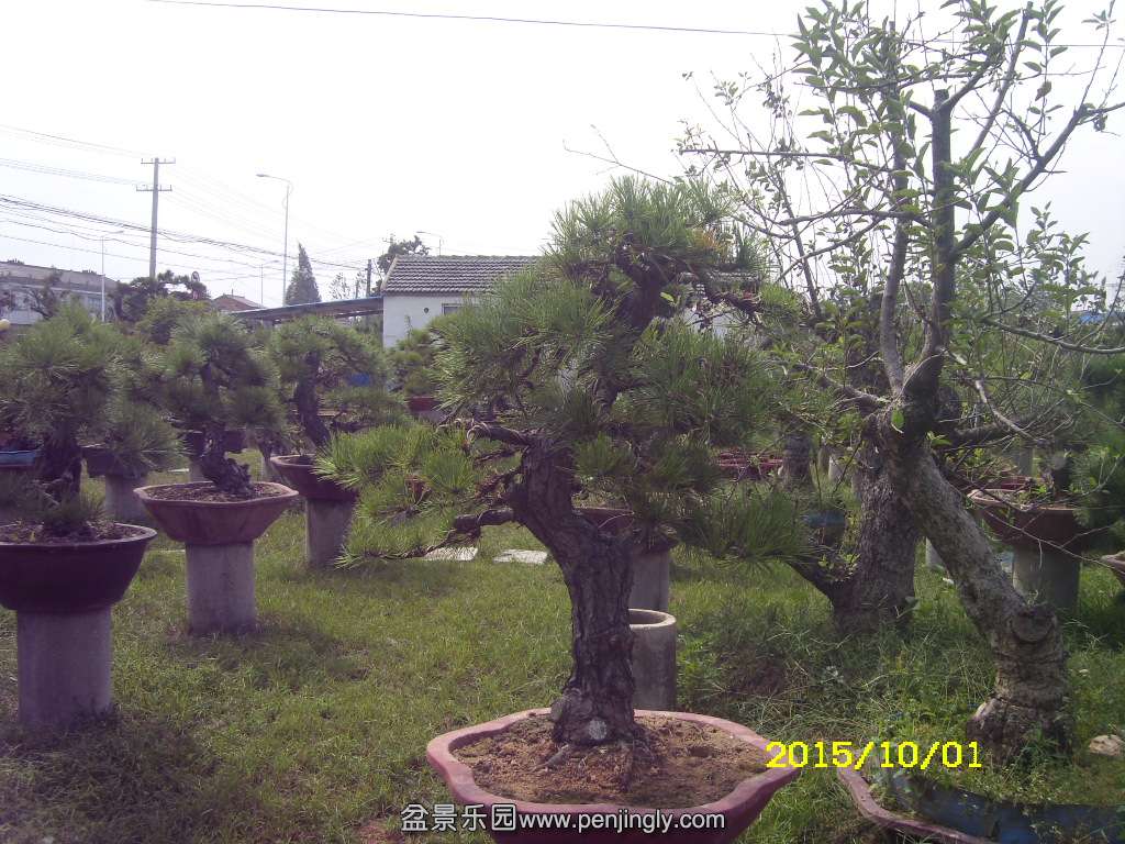 ST831873.JPG