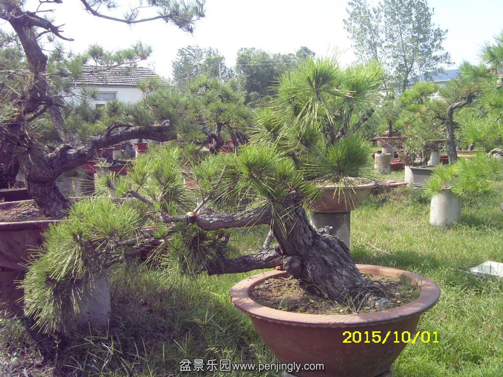 ST831880.JPG