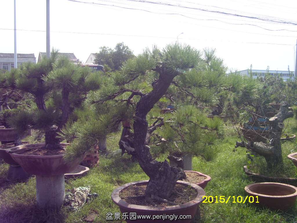 ST831883.JPG