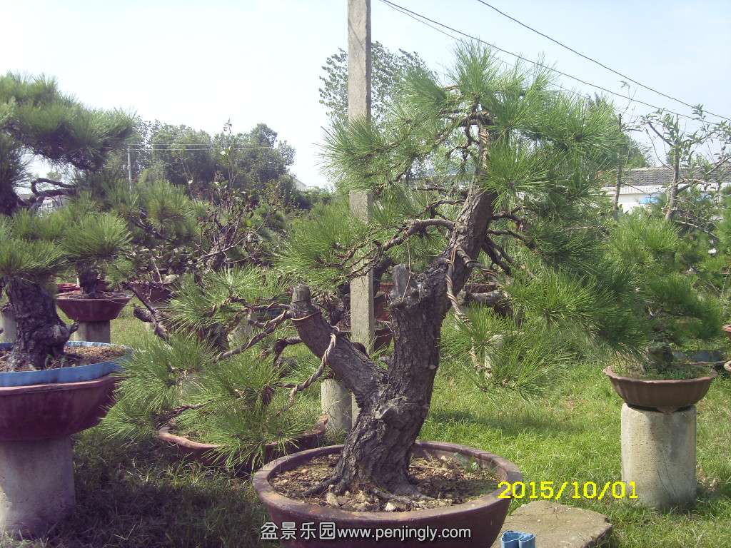ST831884.JPG