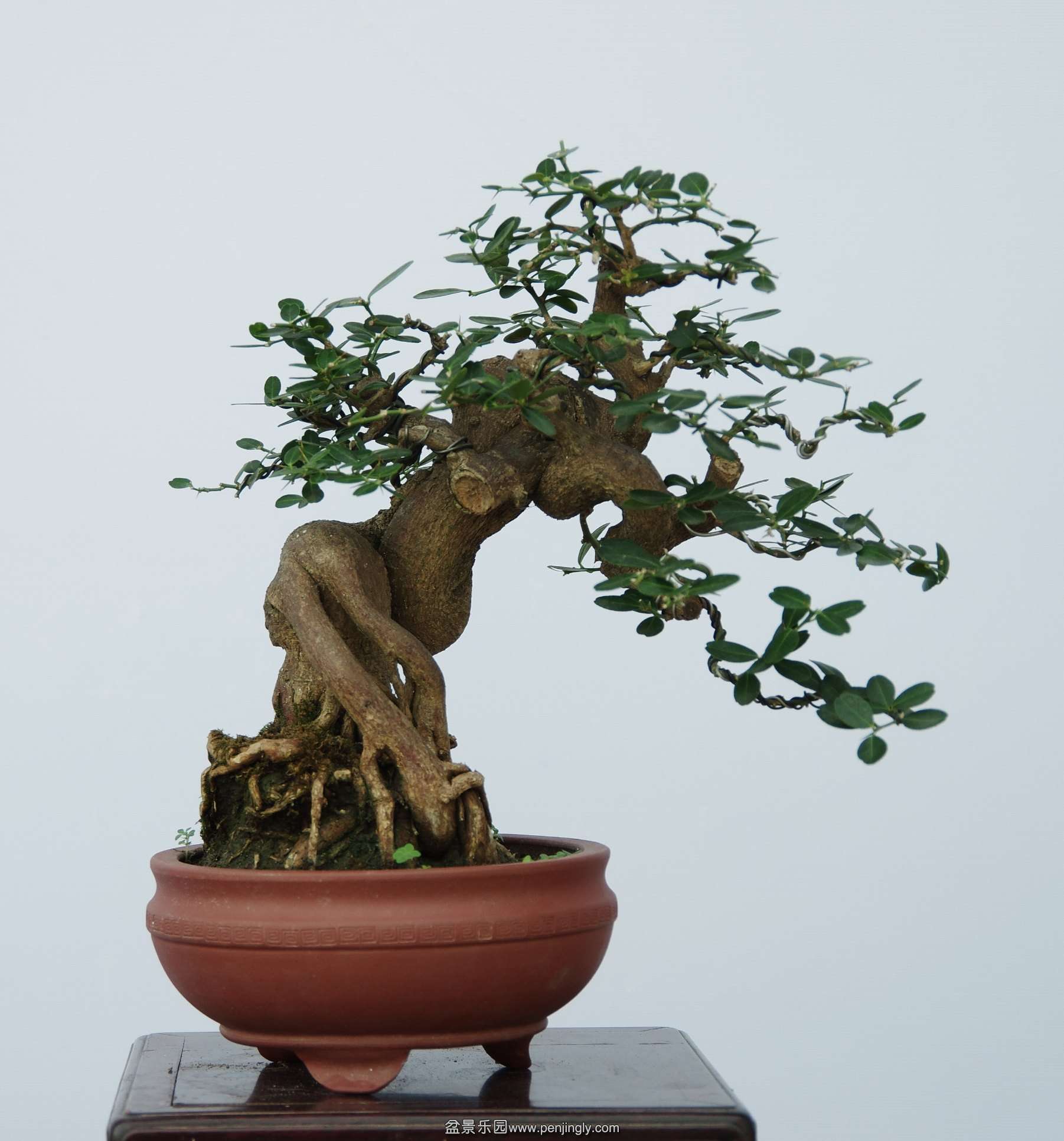 IMGP5032_conew1.jpg