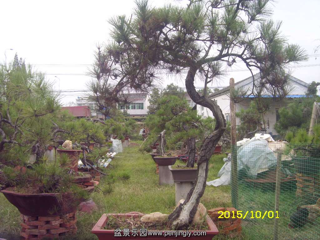 ST831779.JPG