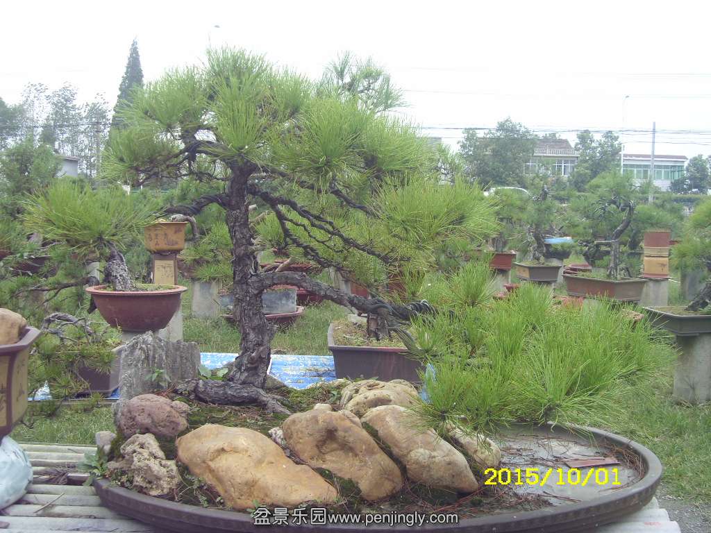 ST831798.JPG