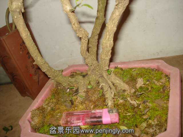 DSC01078.JPG