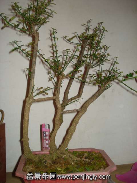 DSC01074.JPG