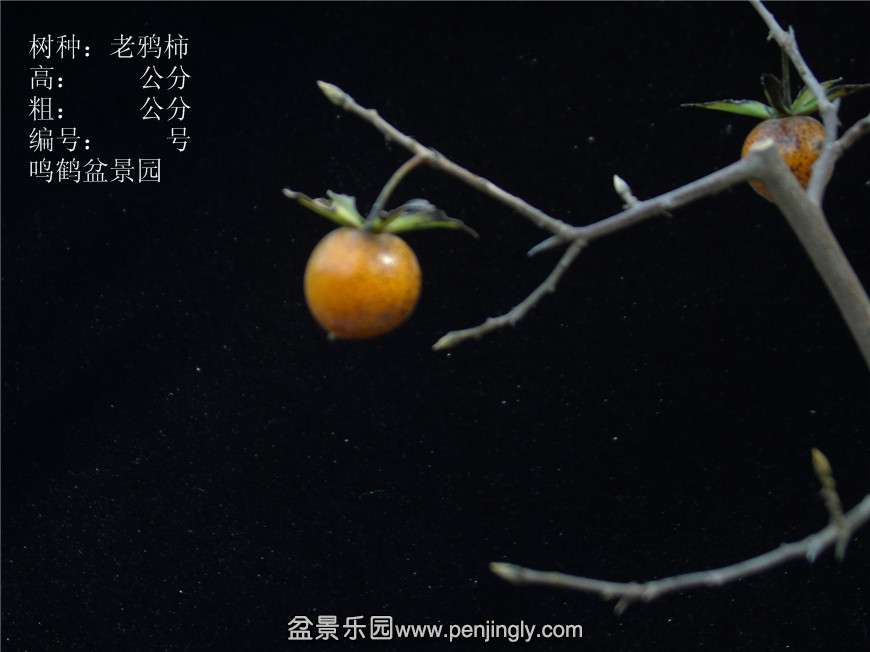GEDC2691.JPG