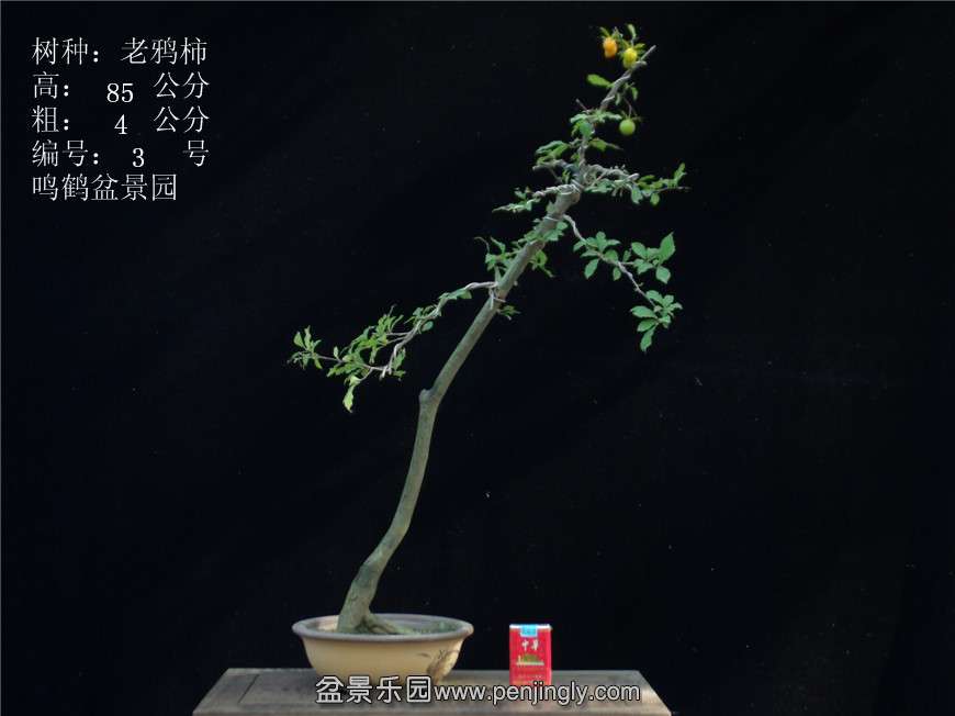 GEDC2695.JPG