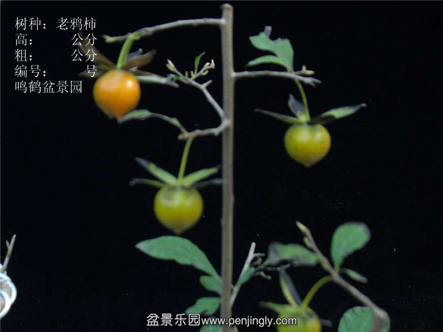 GEDC2712.JPG