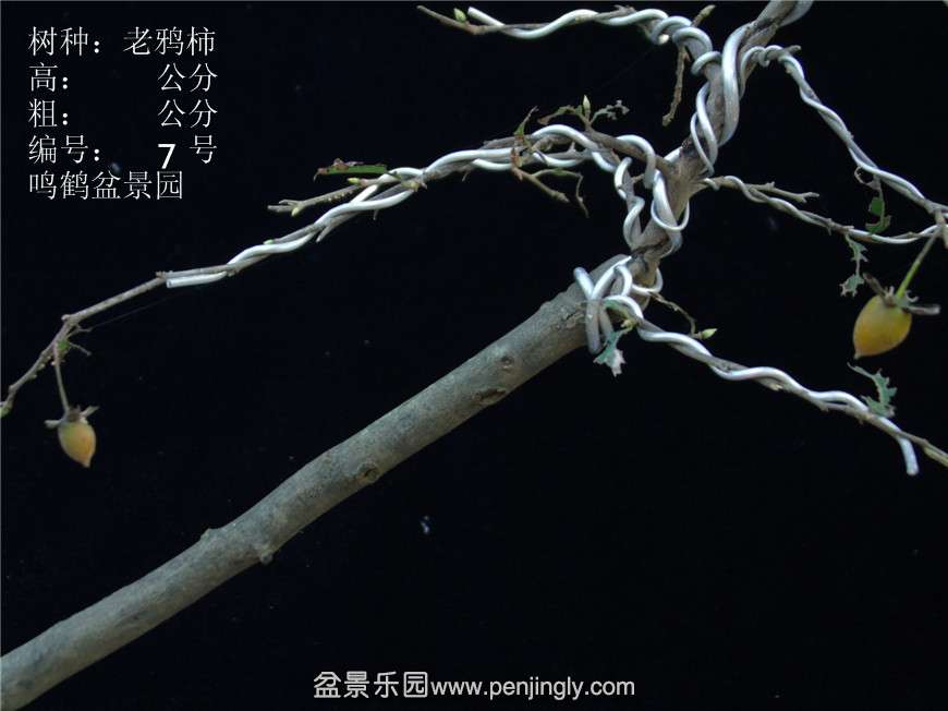 GEDC2719.JPG