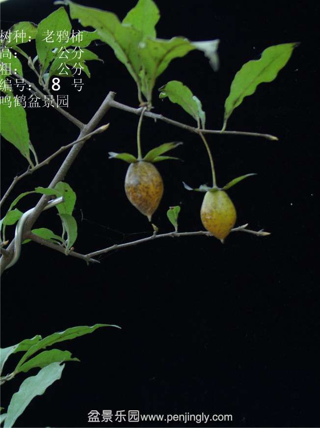 GEDC2723.JPG