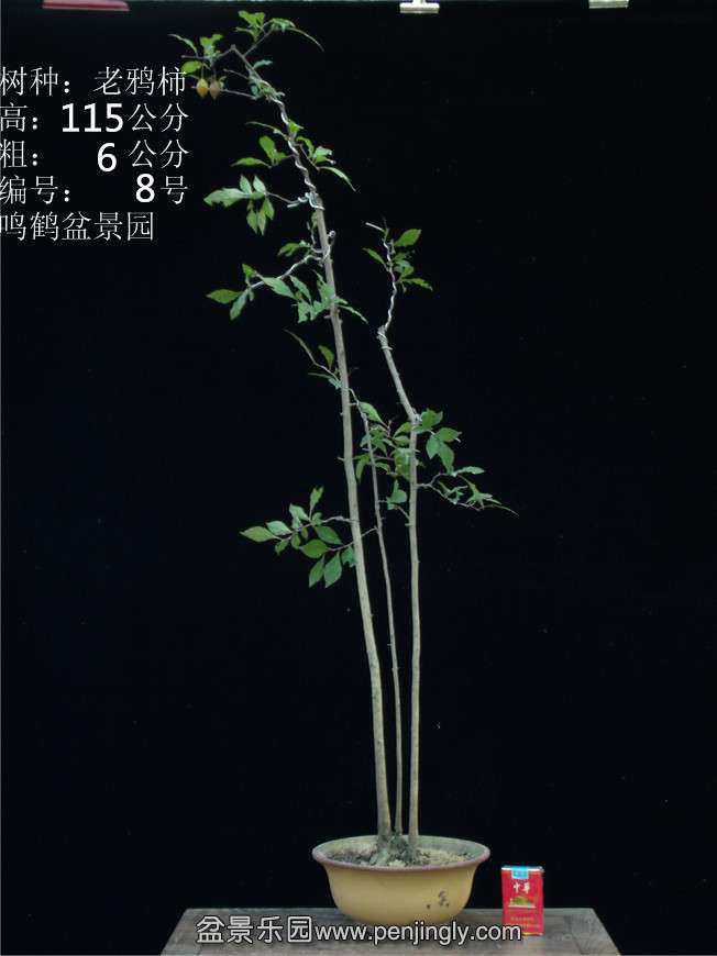 GEDC2724.JPG