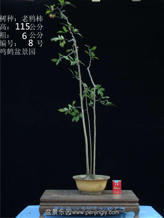 GEDC2725.JPG