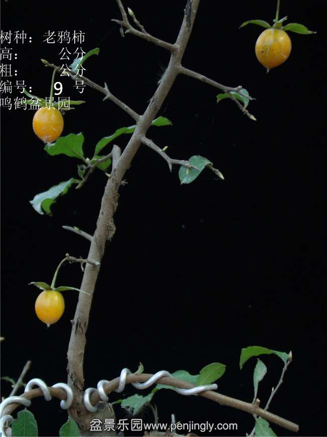 GEDC2729.JPG