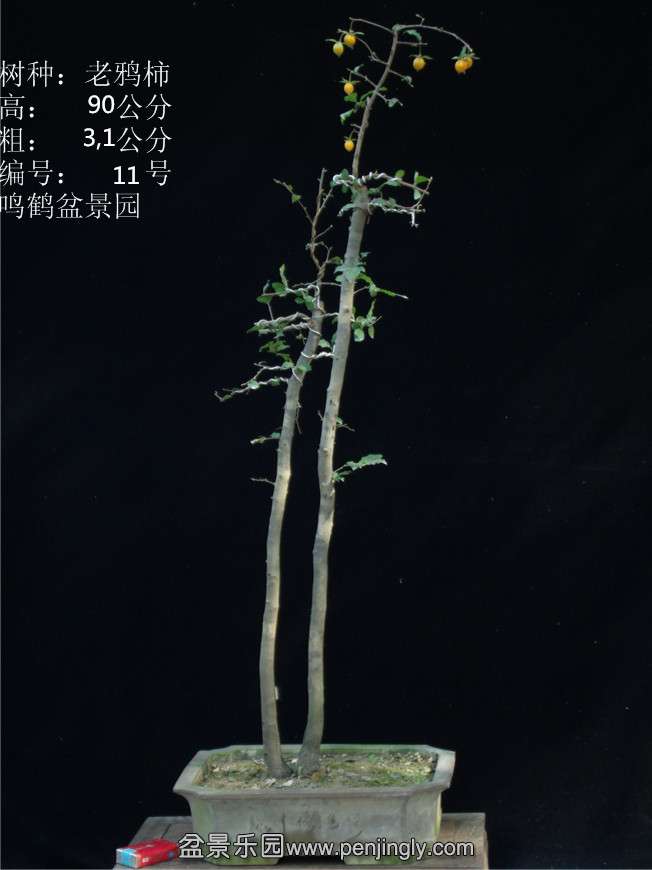 GEDC2745.JPG