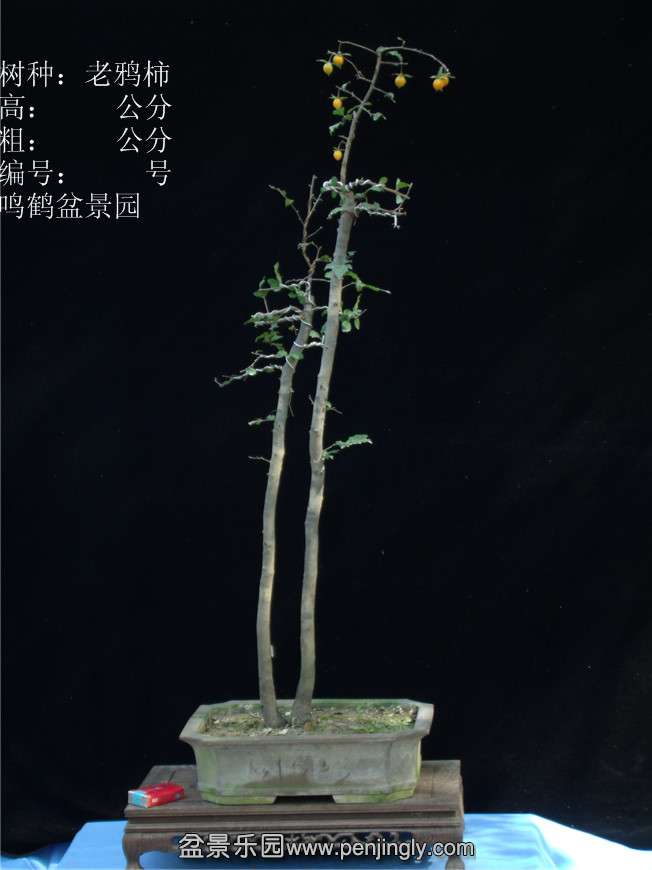 GEDC2746.JPG